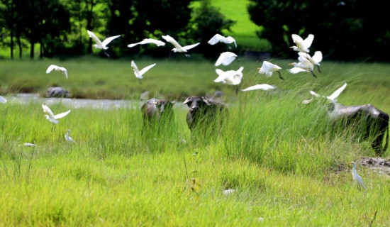 Buffaloes and Cattle Egret