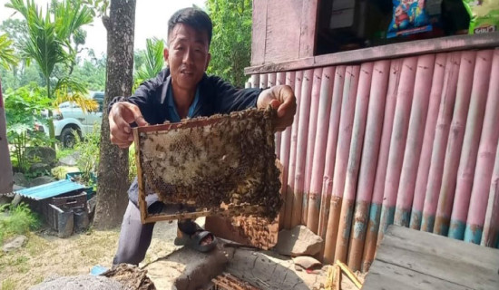 Youth failing many ventures settles on local Serena bees