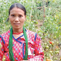 Lohani, a civil engineer, finds his calling in commercial lemon farming
