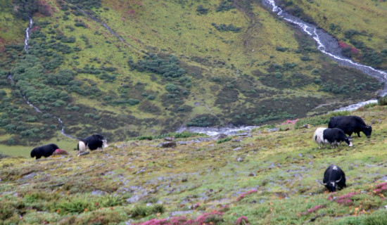 Yaks grazing in Timbung Pokhari area