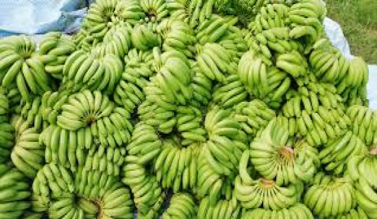Domestic banana production able to meet demand for upcoming festivals: Federation