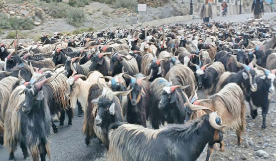 Chyangras being sold for over Rs. 35,000 each in Upper Mustang