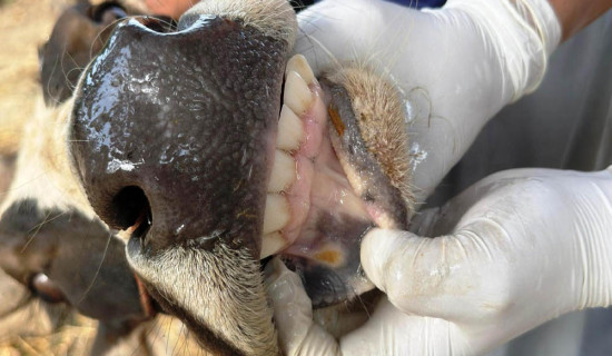 Foot and Mouth disease under control