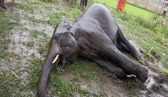 Wild elephant found dead in Jhapa