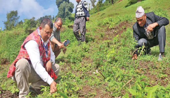Stinging nettle boosts livelihoods in Tehrathum