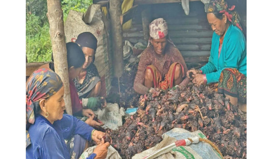 Cardamom harvest begins in Lamjung