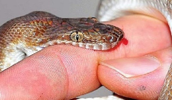 One dies of snake bite