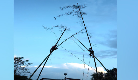 Youths fixing traditional swing for Dashain