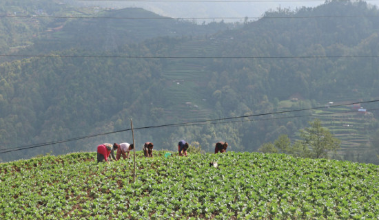 Vegetable farming thriving  in Ghumaune