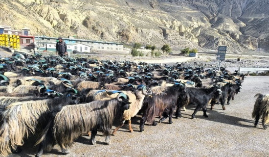 Mustang makes 650 million rupees by selling sheep and goat