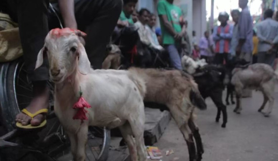 Fulpati sent to Kathmandu from Gorkha