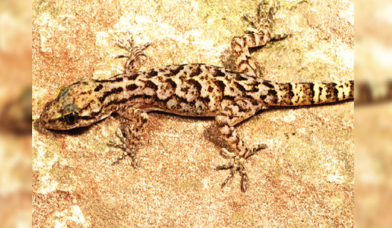 New lizard species discovered in Makwanpurgadhi