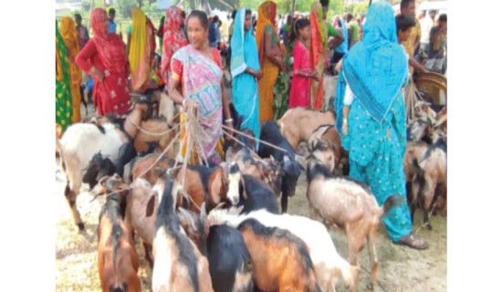 Local goats dominate Dashain market in Saptari
