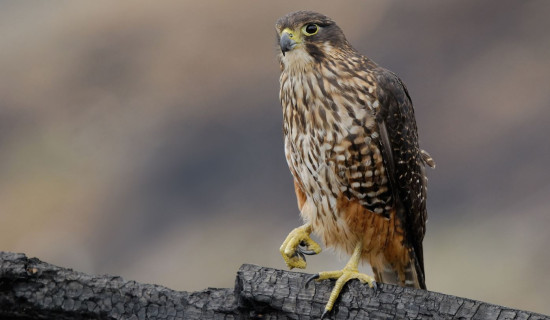 Ruthless Raptor wins New Zealand's annual bird election