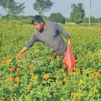 Plants of Kathmandu Valley: A book for nature lovers