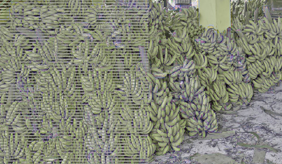 Farmers rue over Indian banana import