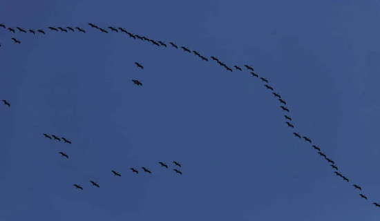 Migrating Demoiselle Cranes seen in Kailali's skies