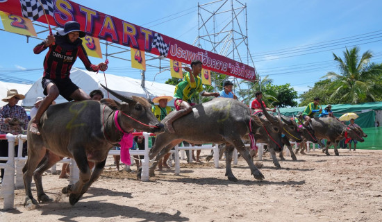 Thailand's water buffaloes competing in beauty show