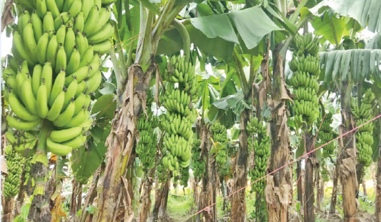 Banana farmers in trouble as sales decline