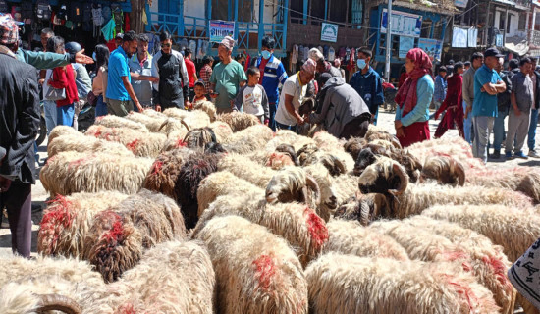 Jumla trades sheep, goats worth Rs 100 million