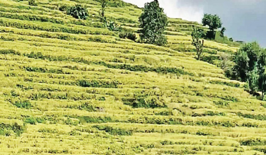 Indushankar pays Rs. 1.37 billion to sugarcane farmers