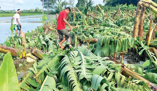 Banana farms in Sunsari suffer heavy loss
