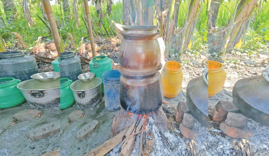 Cultivation of medicinal finger millet declines