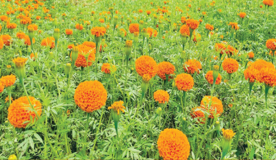 Dang ensures ample marigold supply for Tihar