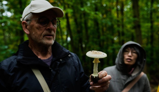 Germans flock to forests to collect mushrooms