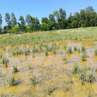 Minister Ghising inspects flood-affected areas in Jhapa