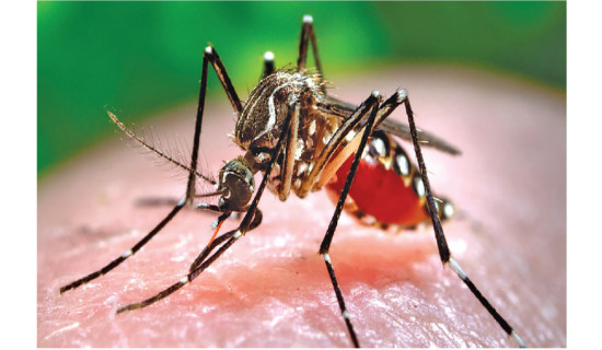 Post-monsoon dengue outbreak risk high: Experts