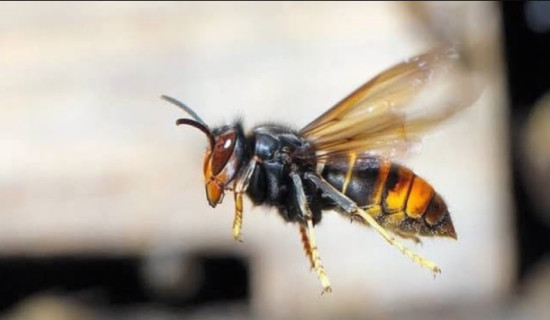 Octogenarian dies of hornet sting