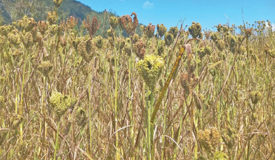 Millet farming declines sharply in Kalikot