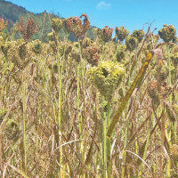 PM Prachanda assures of citizens-friendly budget