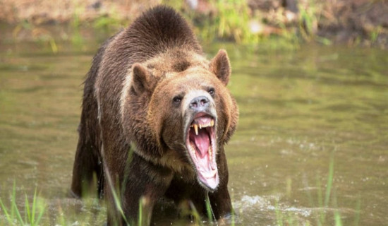 Record 7 killed by bear attacks in Japan so far in fiscal 2025