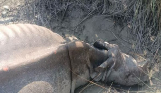 Rhino found dead  at Bandarjhula