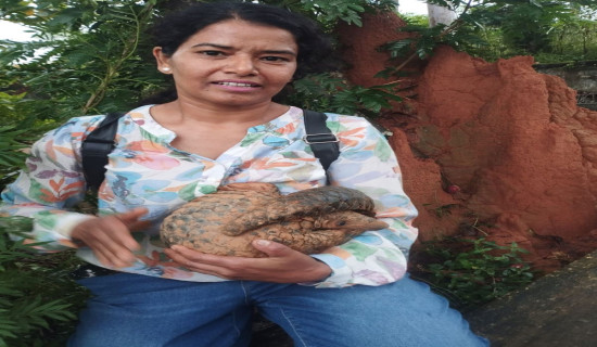 Communities unite to protect endangered pangolins