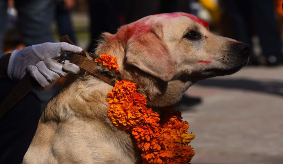 Kukur Tihar being observed today