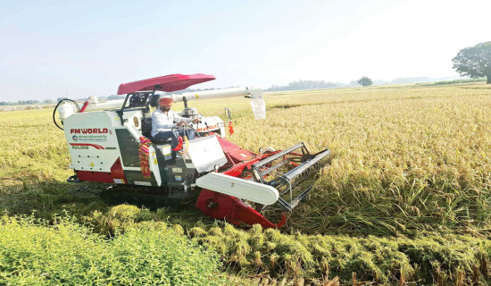 Banke farmers harvesting paddy