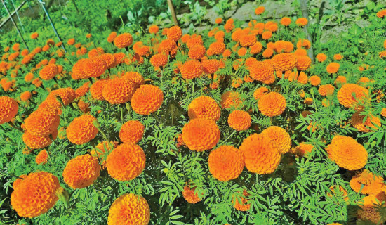 Pokhara’s own flowers brighten city’s Tihar