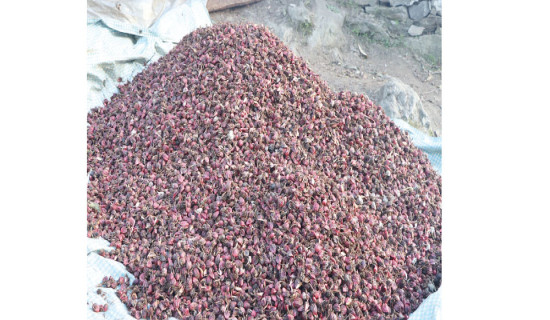 Farmers busy in harvesting black cardamom