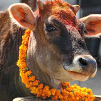 Laxmi puja performed at Gorkhapatra Corporation