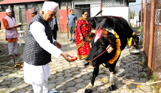 President Paudel performs cow worship on Gaipuja