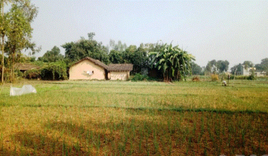 Farmers making good income from zero tillage-based garlic cultivation in Kanchanpur
