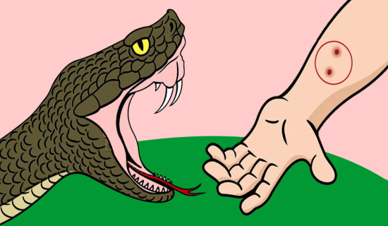 Toddler dies of snakebite in Jhapa