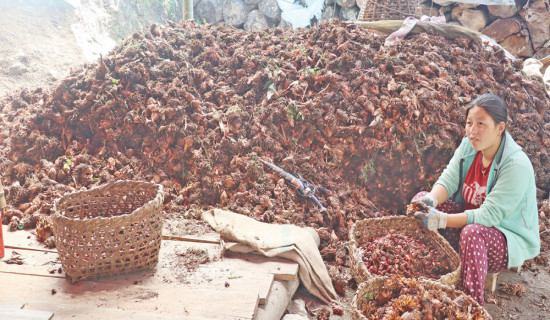 1.5 quintals waste collected from Shivapuri