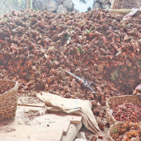 Migrant returnee GC making huge income from agriculture in Pyuthan