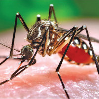 Government urges people to take prevention against cholera