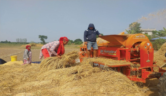 Bardiya farmers forced to sell paddy at low price