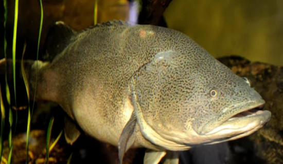 A freshwater fish named Arnie just swam a record 530 miles, mostly upstream, Australian scientists say